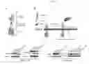 Fig. 02 - Method for selective targeting and entry of bacterial toxins to cells