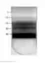 Fig. 01 - Sorting two-dimensional nanomaterials by thickness