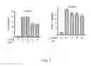 Fig. 07 - Use of polyenylpyrrole derivatives for treating inflammation
