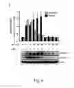 Fig. 09 - Use of polyenylpyrrole derivatives for treating inflammation