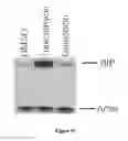 Fig. 16 - Compounds for treating infectious diseases