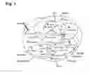 Fig. 02 - Peptides that stimulate subcutaneous adipogenesis