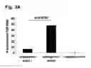 Fig. 04 - Peptides that stimulate subcutaneous adipogenesis