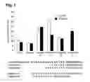 Fig. 09 - Peptides that stimulate subcutaneous adipogenesis