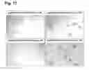 Fig. 20 - Peptides that stimulate subcutaneous adipogenesis