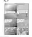 Fig. 23 - Peptides that stimulate subcutaneous adipogenesis