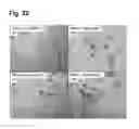 Fig. 25 - Peptides that stimulate subcutaneous adipogenesis