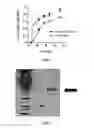 Fig. 04 - Compositions and methods for generating a synthetic antibody