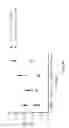 Fig. 32 - Compositions and methods for generating a synthetic antibody
