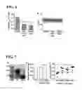 Fig. 06 - Compositions and methods for inhibiting pathogen infection