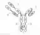 Fig. 01 - Bispecific antibody