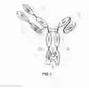 Fig. 02 - Bispecific antibody