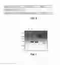 Fig. 03 - Bispecific antibody