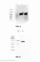 Fig. 04 - Bispecific antibody