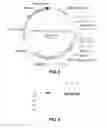 Fig. 06 - Bispecific antibody