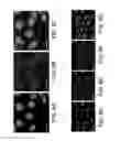 Fig. 06 - Polymer ligands for nanoparticles