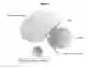 Fig. 07 - CAMPYLOBACTER BACTERIA AND DETECTION
