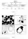 Fig. 02 - METHOD, COMBINATION AND/OR COMPOSITION FOR INDUCING CARDIOMYOCYTE DIFFERENTATION