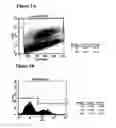 Fig. 02 - DIFFERENTIATION OF PRIMATE PLURIPOTENT STEM CELLS TO CARDIOMYOCYTE-LINEAGE CELLS