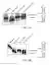 Fig. 35 - Endoribonuclease compositions and methods of use thereof