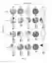 Fig. 28 - Chimeric polypeptides having targeted binding specificity