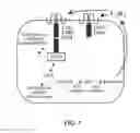 Fig. 02 - MODULATION OF ACC SYNTHASE IMPROVES PLANT YIELD UNDER LOW NITROGEN CONDITIONS