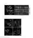 Fig. 02 - METHOD FOR EVALUATING BOTH INDUCTION OF DRUG-METABOLIZING ENZYME AND CYTOTOXICITY, AND VECTOR AND CELL FOR USE IN SAID METHOD