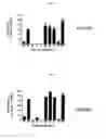 Fig. 02 - Method for predicting the off-target biding of a peptide which binds to a target peptide presented by a major histocompatibility complex