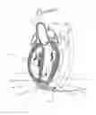 Fig. 01 - Centrifugal Pump