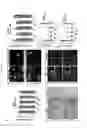Fig. 09 - Therapeutic and diagnostic methods and compositions for neurodegenerative diseases
