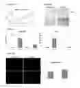Fig. 09 - COMPOSITIONS AND METHODS RELATED TO DORMANT SENESCENCE-PRONE CELLS (DSPC)