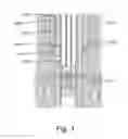 Fig. 02 - Hold-up tool with conformable sensors for highly-deviated or horizontal wells
