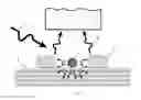 Fig. 08 - Titanium nitride based metamaterial