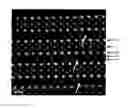 Fig. 01 - Superconducting oxide thin film