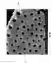 Fig. 08 - Diatomaceous energy storage devices
