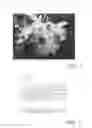 Fig. 02 - Payload in picture encoding