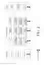 Fig. 03 - System and method for embedding dynamic marks into visual images in a detectable manner