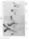 Fig. 02 - Method to develop herbicide-resistant sugar beet plants
