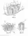 Fig. 07 - Toothbrush with curved neck