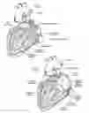 Fig. 04 - Devices, systems, and methods for reshaping a heart valve annulus, including the use of a bridge implant having an adjustable bridge stop