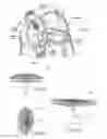 Fig. 09 - Devices, systems, and methods for reshaping a heart valve annulus, including the use of a bridge implant having an adjustable bridge stop