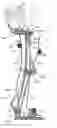 Fig. 01 - Robotic exoskeleton with fall control and actuation