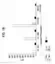 Fig. 03 - Cell Transport Compositions and Uses Thereof