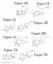 Fig. 04 - Affinity medicant conjugate