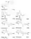 Fig. 46 - Affinity medicant conjugate