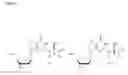 Fig. 02 - Methods of quantifying N-(1-carboxyethyl)-2′-deoxy-guanosine (CEdG) and synthesis of oligonucleotides containing CEdG