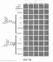 Fig. 44 - Pro-neurogenic compounds