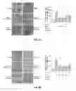 Fig. 07 - Composition comprising GPCR19 agonist as an active ingredient for preventing or treating allergic dermatitis