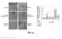 Fig. 08 - Composition comprising GPCR19 agonist as an active ingredient for preventing or treating allergic dermatitis