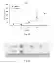 Fig. 03 - DRUG COMPOSITION FOR TREATING TUMORS AND APPLICATION THEREOF